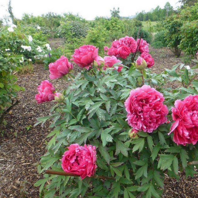 Kao Paeonia Piwonia krzewiasta