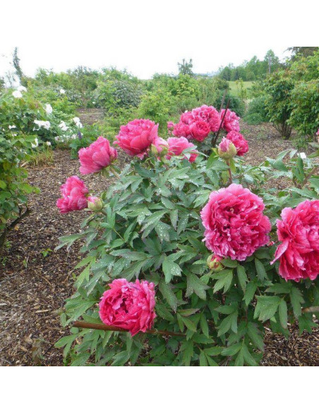 Kao Paeonia Piwonia krzewiasta