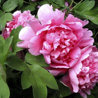 Hu Hong Paeonia Piwonia krzewiasta