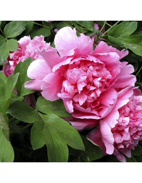 Hu Hong Paeonia Piwonia krzewiasta