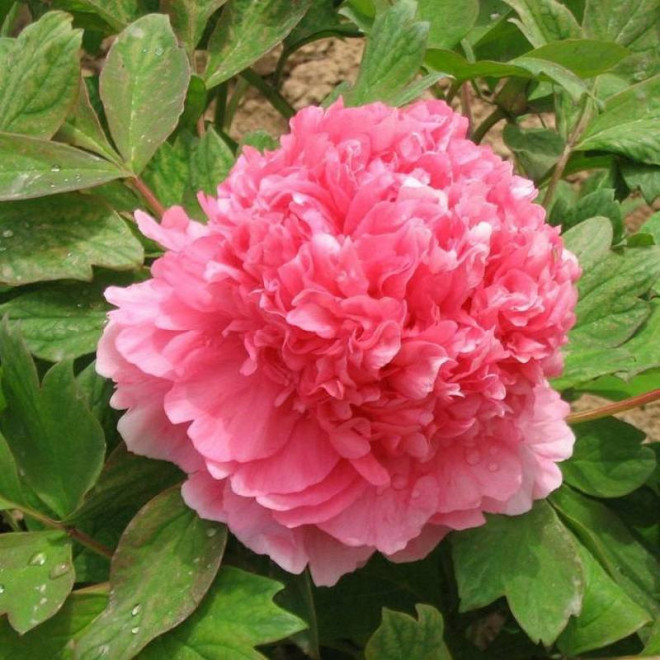 Piwonia krzewiasta Hu Hong Paeonia