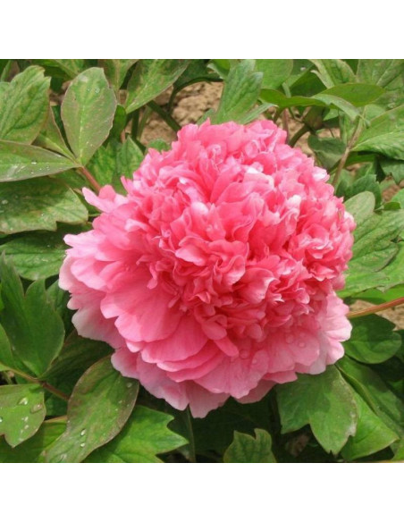 Piwonia krzewiasta Hu Hong Paeonia