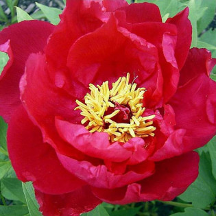 Piwonia krzewiasta Hoki Paeonia