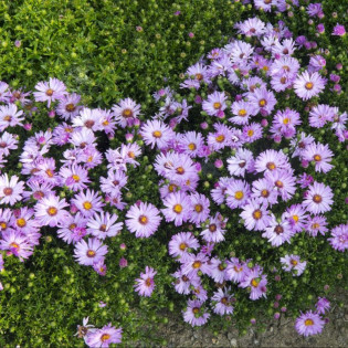 Aster krzaczasty Marjorie Aster dumosus 2