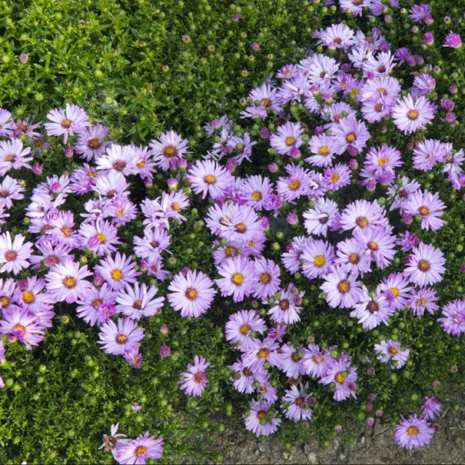Marjorie Aster krzaczasty Aster dumosus