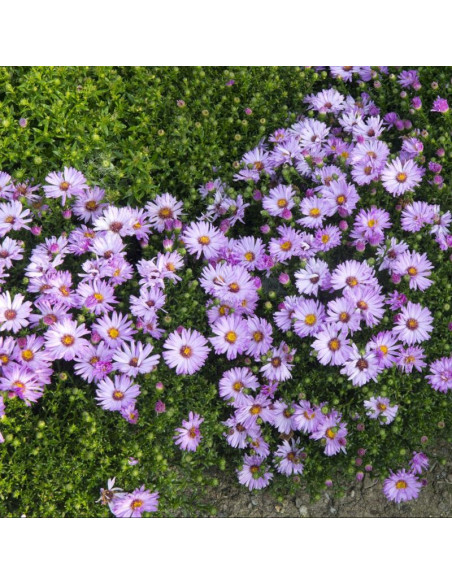 Marjorie Aster krzaczasty Aster dumosus
