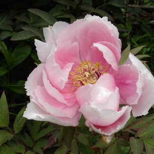 Piwonia krzewiasta Hana-kisoi Paeonia