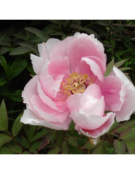 Piwonia krzewiasta Hana-kisoi Paeonia