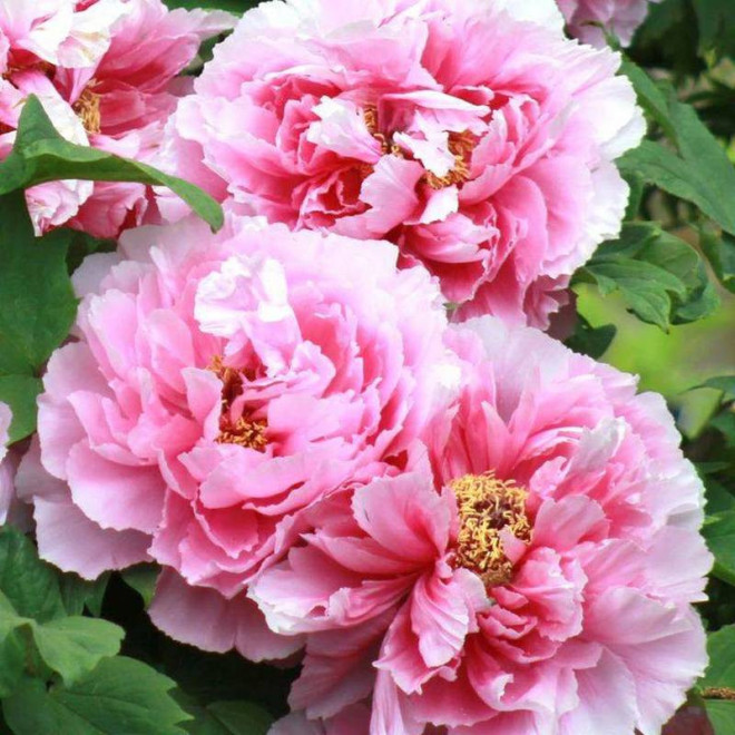 Hana-kisoi Paeonia Piwonia krzewiasta