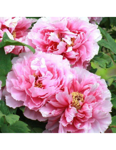 Hana-kisoi Paeonia Piwonia krzewiasta