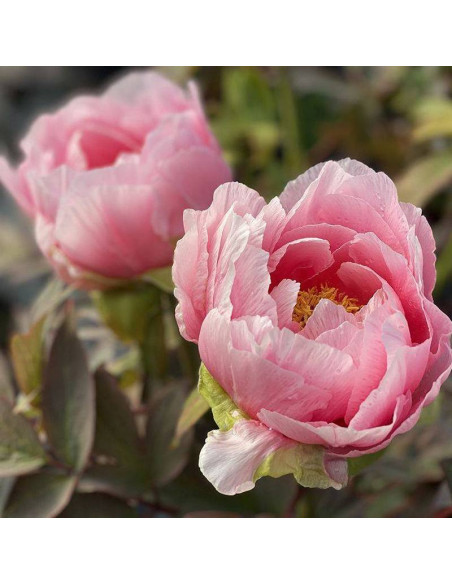 Piwonia krzewiasta Paeonia Hana-kisoi