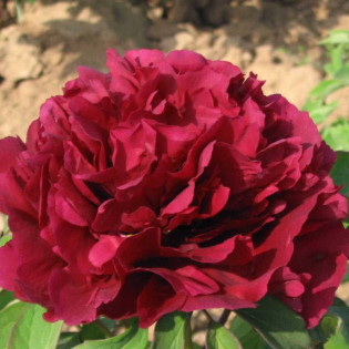 Piwonia krzewiasta Guan Shi Mo Yu Paeonia