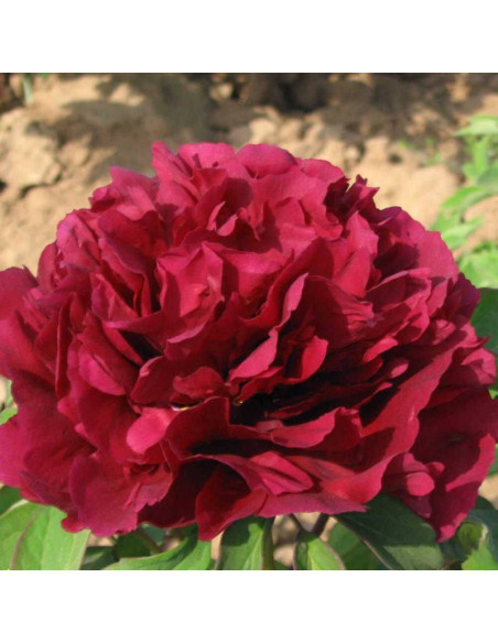 Piwonia krzewiasta Guan Shi Mo Yu Paeonia