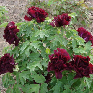 Piwonia krzewiasta Guan Shi Mo Yu Paeonia 2