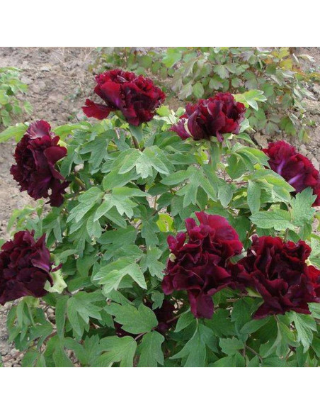 Guan Shi Mo Yu Paeonia Piwonia krzewiasta