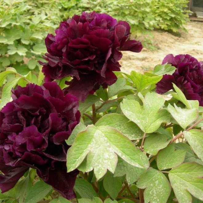 Piwonia krzewiasta Paeonia Guan Shi Mo Yu