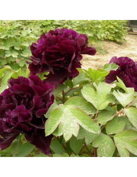 Piwonia krzewiasta Paeonia Guan Shi Mo Yu