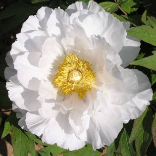 Godaishu Paeonia Piwonia krzewiasta