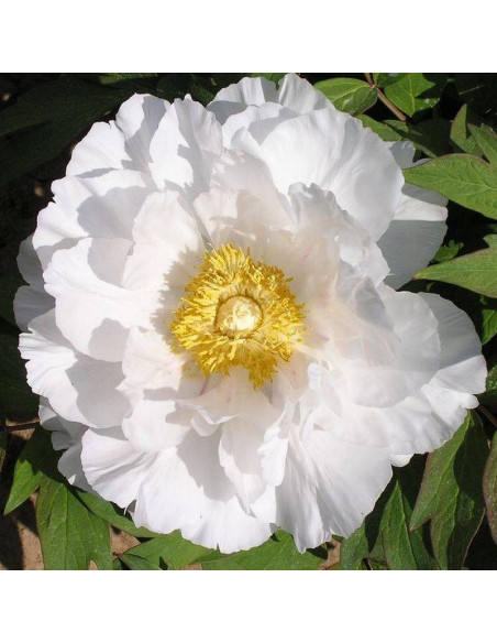 Godaishu Paeonia Piwonia krzewiasta