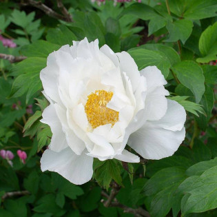 Godaishu Paeonia Piwonia krzewiasta 2