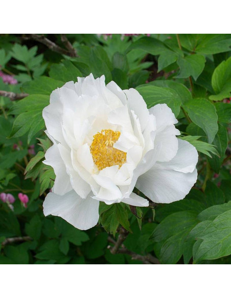 Piwonia krzewiasta Paeonia Godaishu