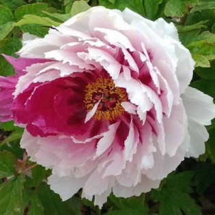 Piwonia krzewiasta Fen Qiao Paeonia