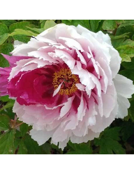 Piwonia krzewiasta Fen Qiao Paeonia