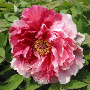 Piwonia krzewiasta Fen Qiao Paeonia 2