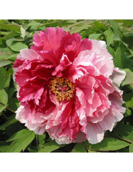 Fen Qiao Paeonia Piwonia krzewiasta