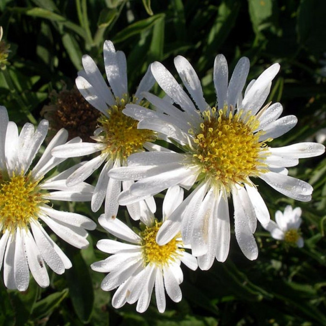 Aster krzaczasty Weiss Aster dumosus