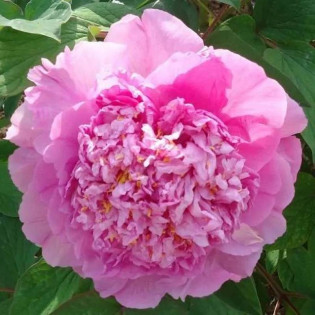 Piwonia krzewiasta Cai Hui Paeonia