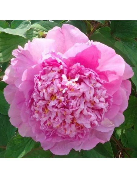 Piwonia krzewiasta Cai Hui Paeonia