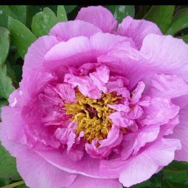 Cai Hui Paeonia Piwonia krzewiasta