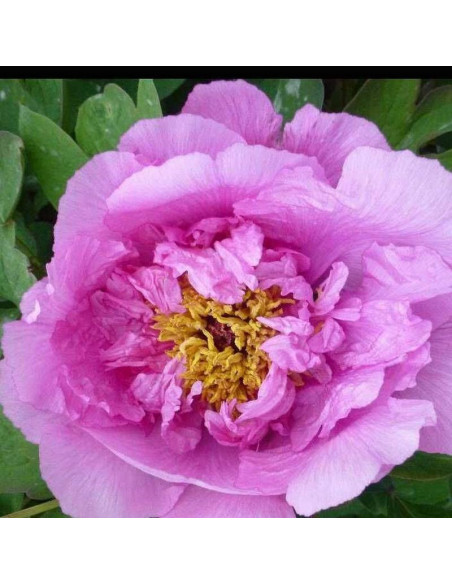 Cai Hui Paeonia Piwonia krzewiasta