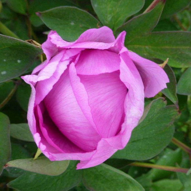 Cai Hui Paeonia Piwonia krzewiasta