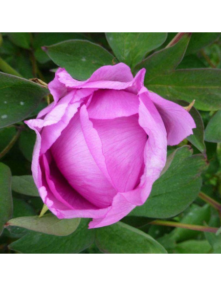 Cai Hui Paeonia Piwonia krzewiasta