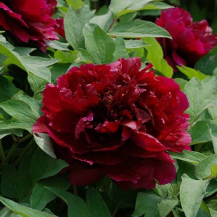 BAIYUANS RED CLOUDS Baiyuan Hong Xia Paeonia Piwonia krzewiasta