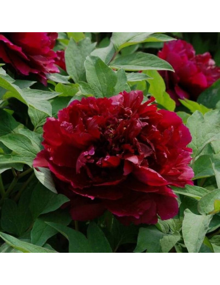 BAIYUANS RED CLOUDS Baiyuan Hong Xia Paeonia Piwonia krzewiasta