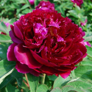 BAIYUANS RED CLOUDS Baiyuan Hong Xia Paeonia Piwonia krzewiasta 2