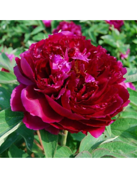 Piwonia krzewiasta BAIYUANS RED CLOUDS Baiyuan Hong Xia Paeonia