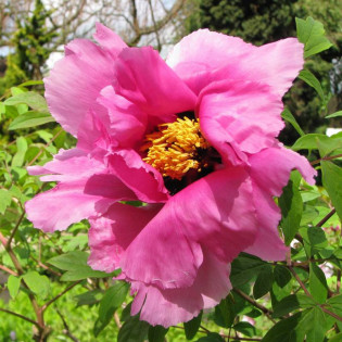 piwonia krzewiasta Paeonia ×suffruticosa