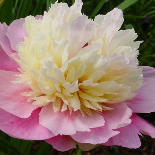 Sorbet Paeonia Piwonia
