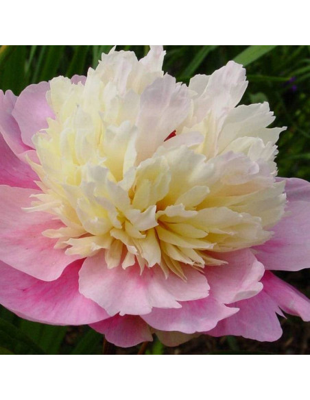 Sorbet Paeonia Piwonia
