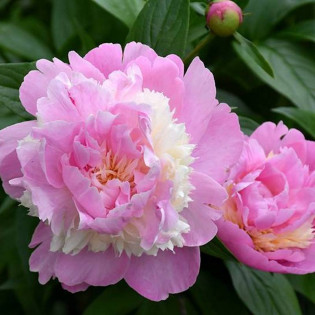 Sorbet Paeonia Piwonia 2
