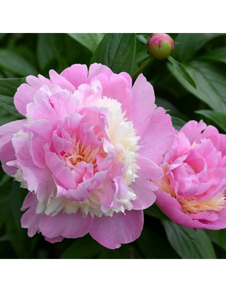Piwonia Sorbet Paeonia