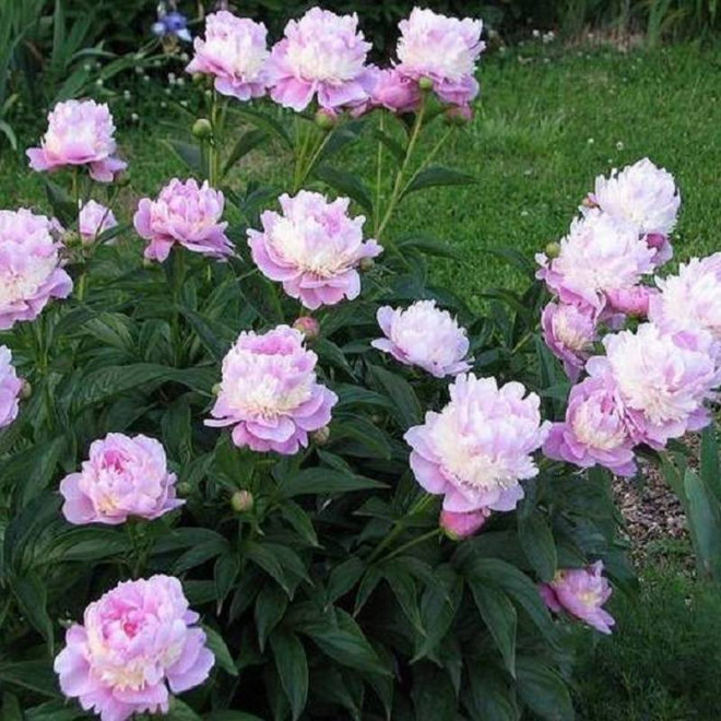 Piwonia Paeonia Sorbet