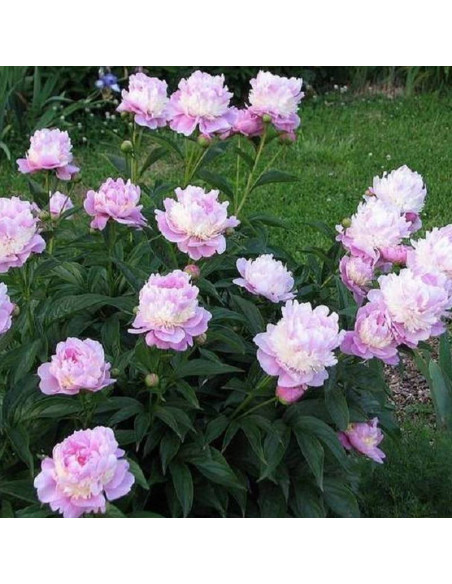 Piwonia Paeonia Sorbet