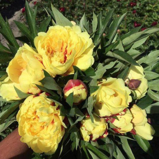 Sonoma Yedo Paeonia Piwonia