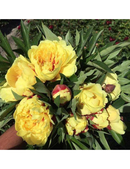 Sonoma Yedo Paeonia Piwonia