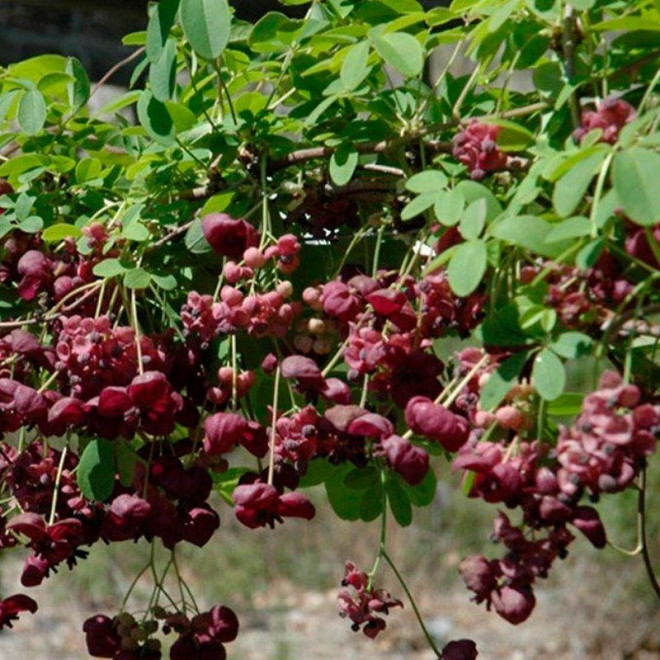 Akebia pięciolistkowa Akebia quinata